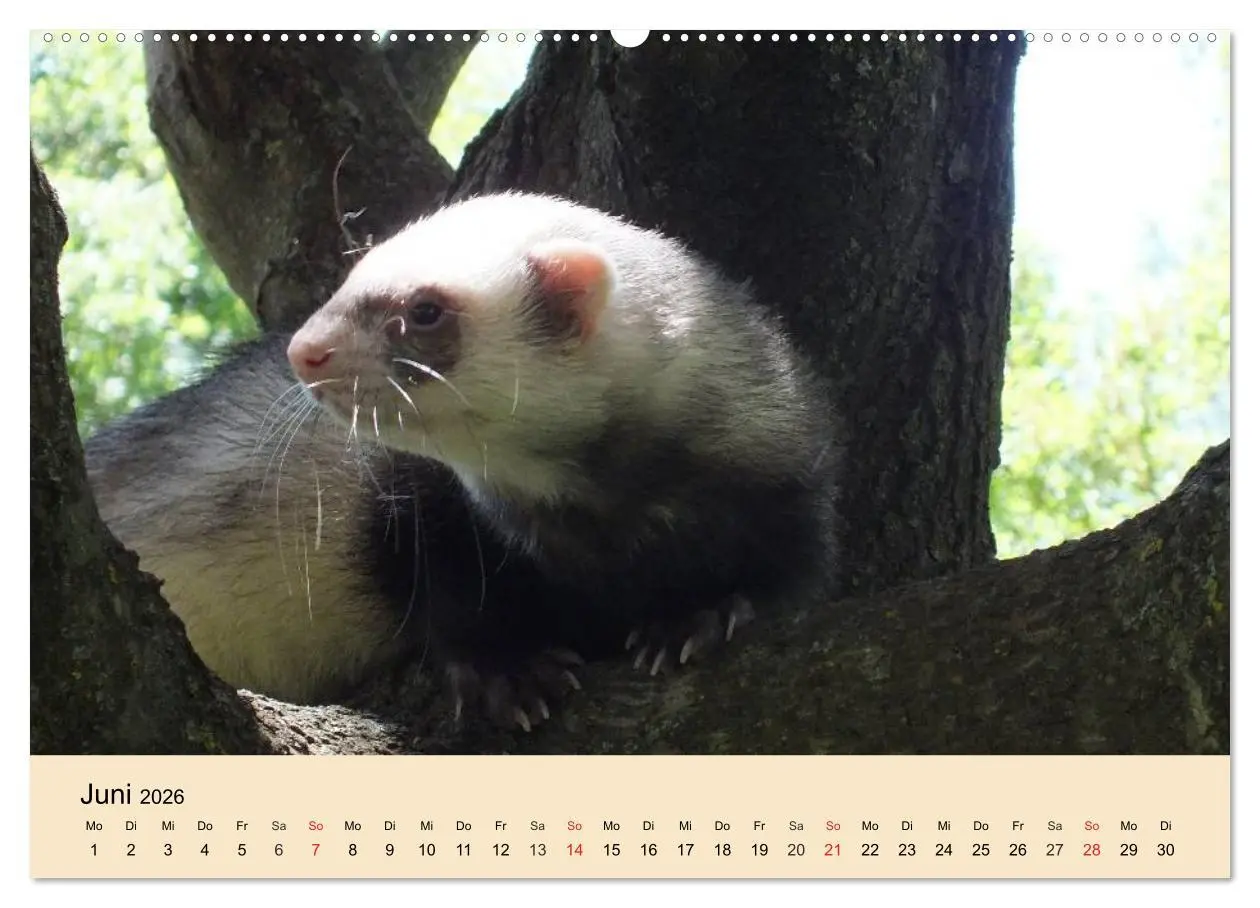 Bild: 9783457984291 | Frettchen und Marder. Frech, witzig, niedlich (Wandkalender 2026...