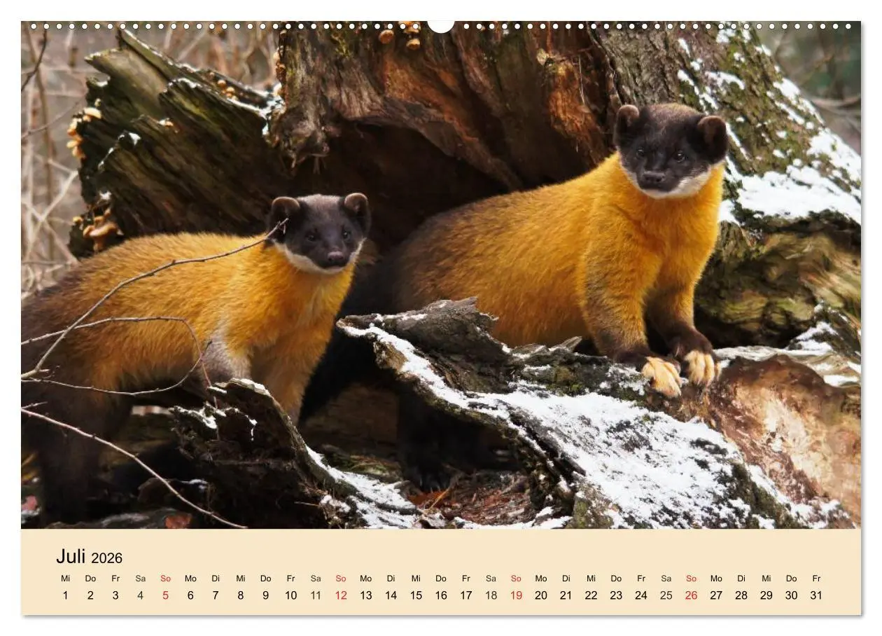 Bild: 9783457984291 | Frettchen und Marder. Frech, witzig, niedlich (Wandkalender 2026...