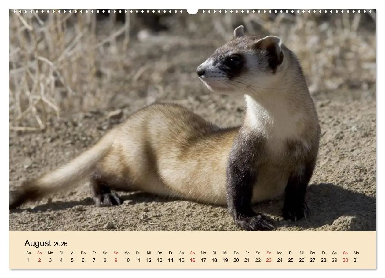 Bild: 9783457984291 | Frettchen und Marder. Frech, witzig, niedlich (Wandkalender 2026...
