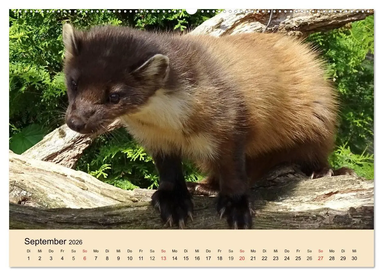 Bild: 9783457984291 | Frettchen und Marder. Frech, witzig, niedlich (Wandkalender 2026...