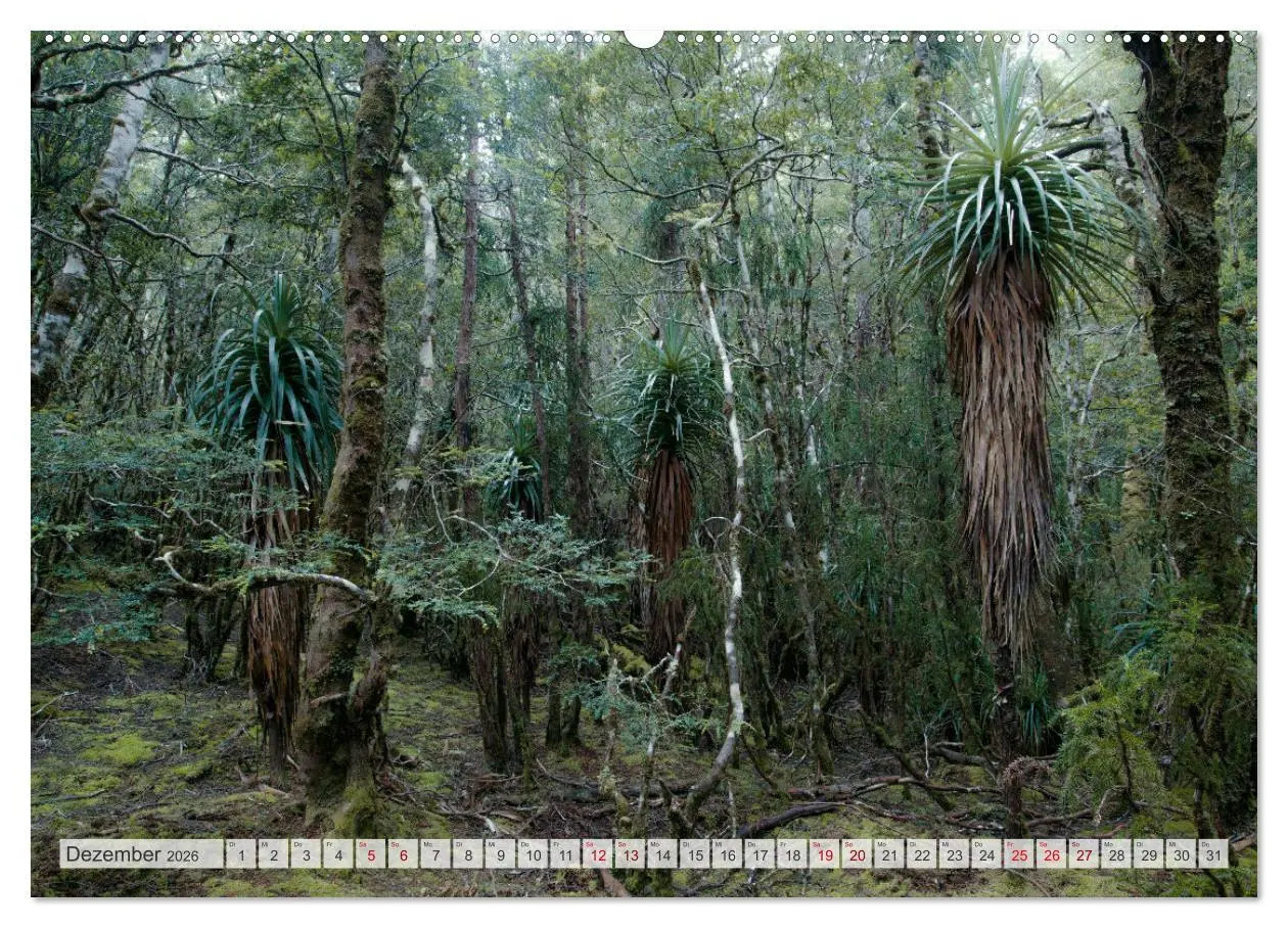 Bild: 9783457424391 | Wälder der Welt (hochwertiger Premium Wandkalender 2026 DIN A2...