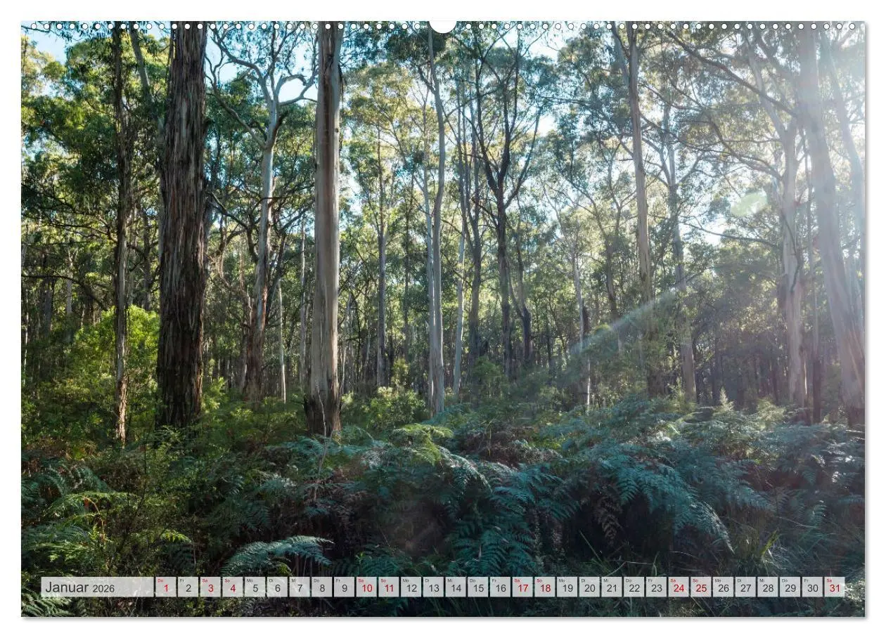 Bild: 9783457424391 | Wälder der Welt (hochwertiger Premium Wandkalender 2026 DIN A2...