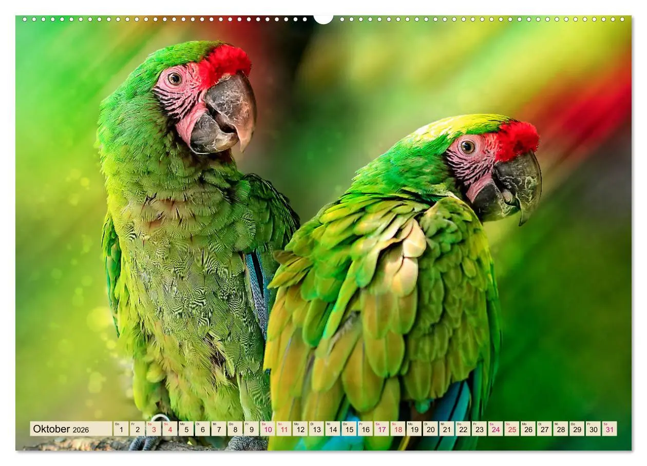 Bild: 9783457734391 | Mein bunter Papagei (hochwertiger Premium Wandkalender 2026 DIN A2...