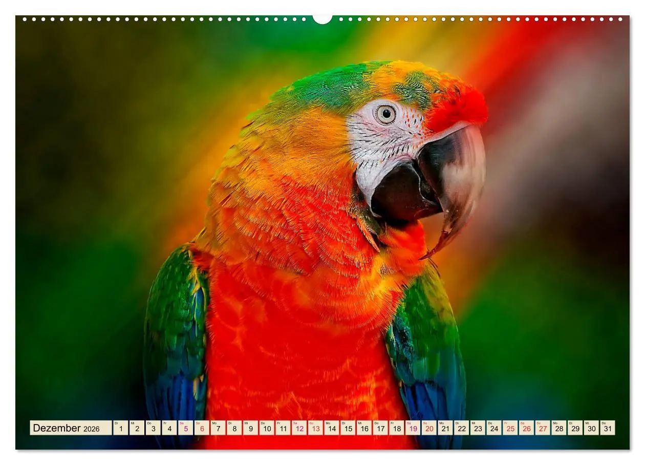 Bild: 9783457734391 | Mein bunter Papagei (hochwertiger Premium Wandkalender 2026 DIN A2...