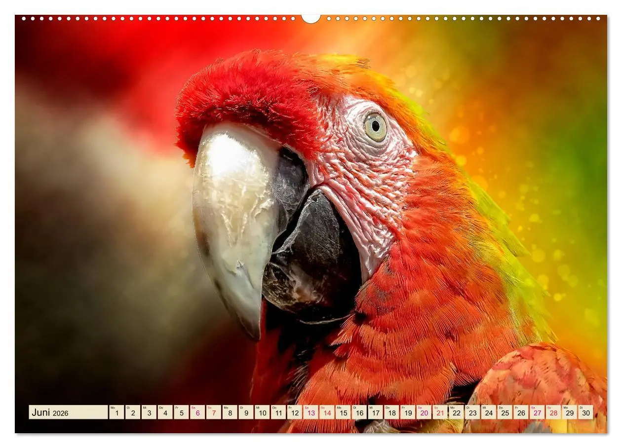 Bild: 9783457734391 | Mein bunter Papagei (hochwertiger Premium Wandkalender 2026 DIN A2...