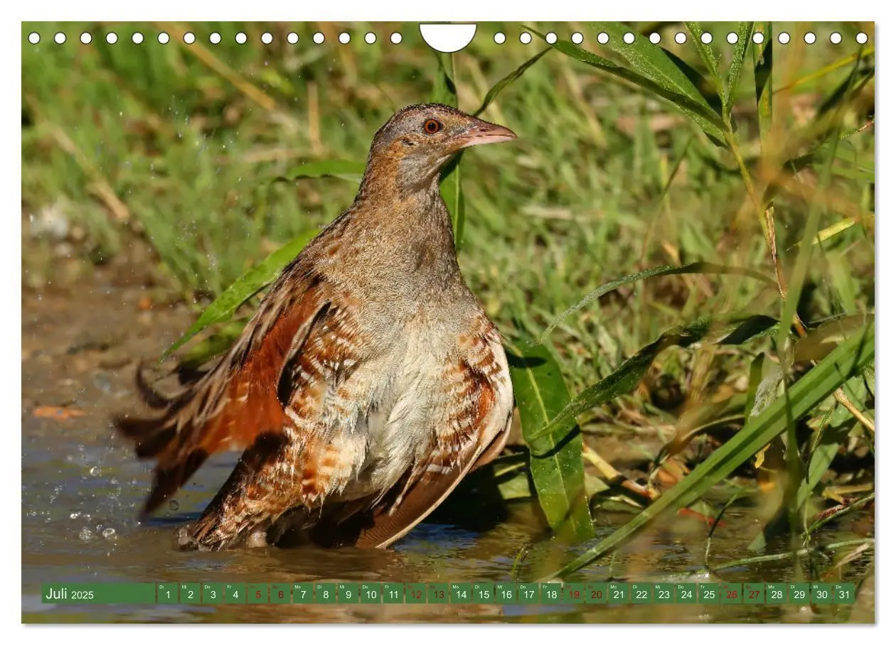 Bild: 9783383844591 | Der Wachtelkönig (Wandkalender 2025 DIN A4 quer), CALVENDO...