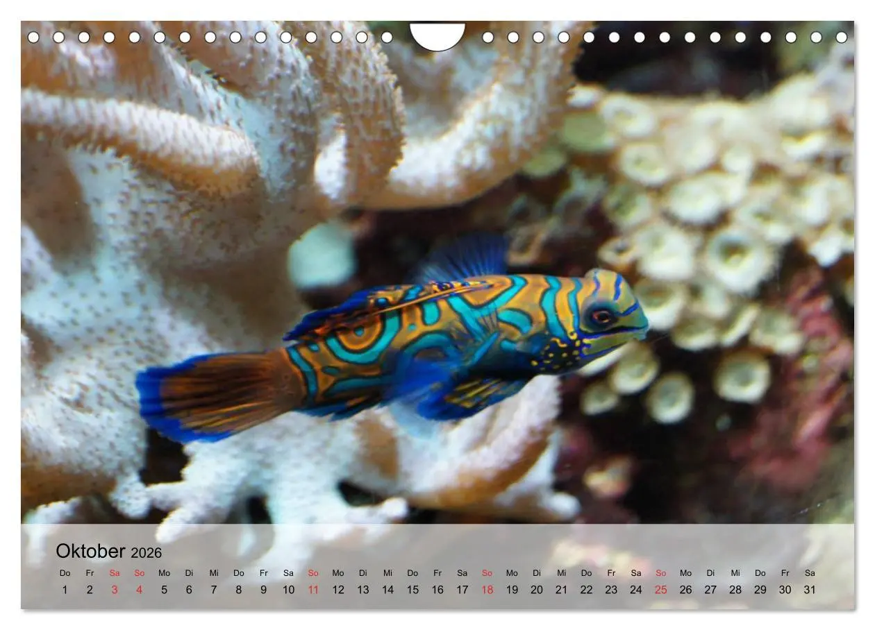Bild: 9783516044591 | In der Meerestiefe. Fische und Korallen im ewigen Blau...