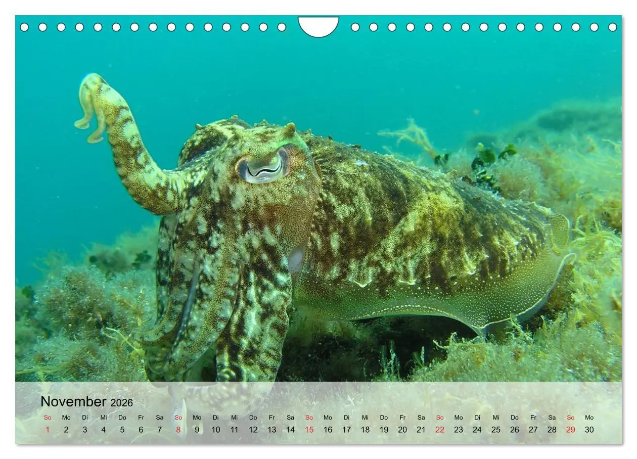 Bild: 9783516044591 | In der Meerestiefe. Fische und Korallen im ewigen Blau...