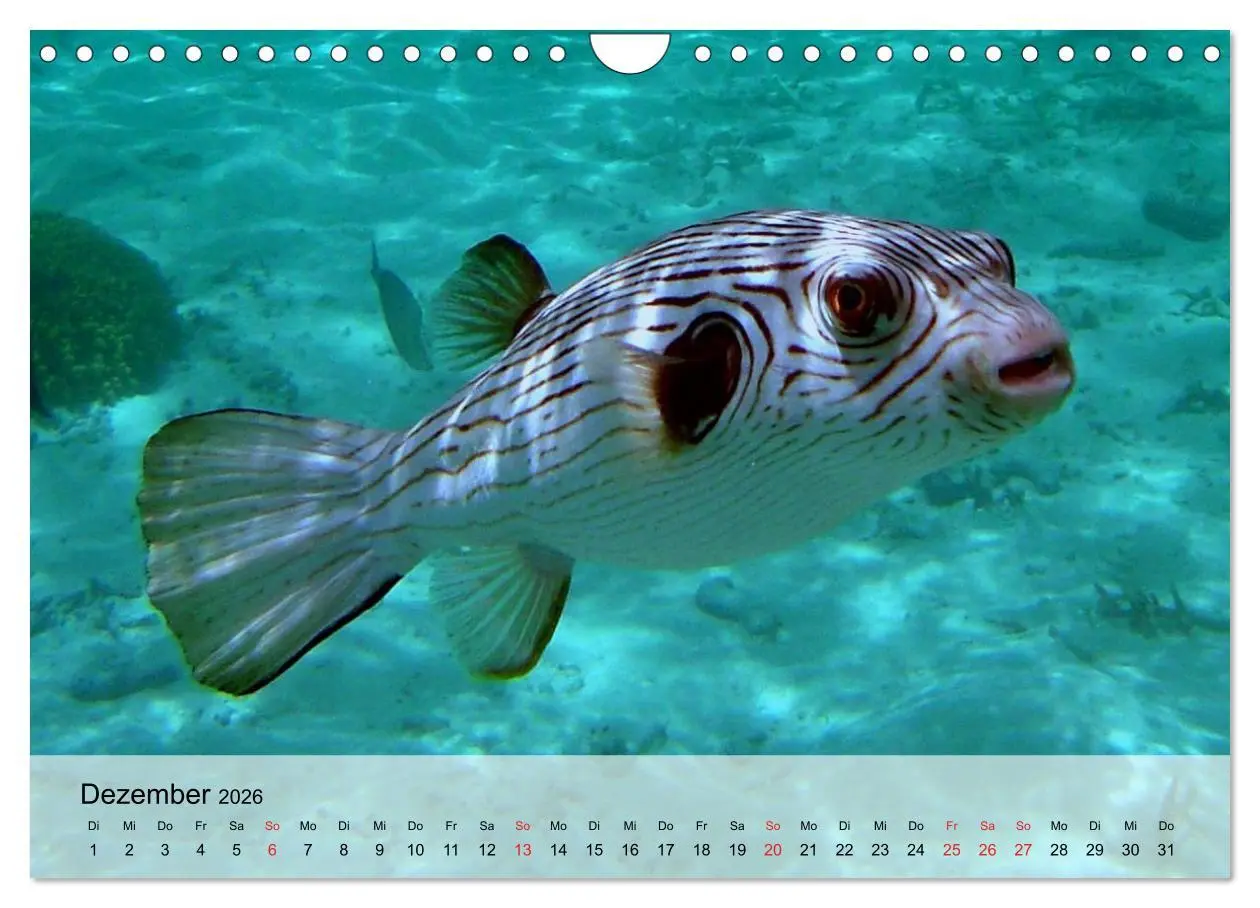 Bild: 9783516044591 | In der Meerestiefe. Fische und Korallen im ewigen Blau...
