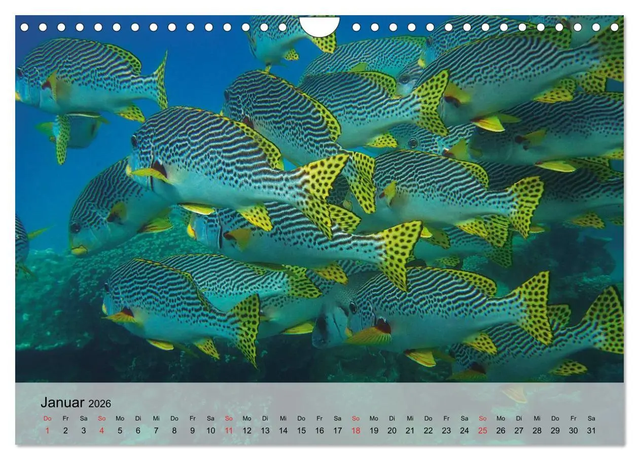 Bild: 9783516044591 | In der Meerestiefe. Fische und Korallen im ewigen Blau...