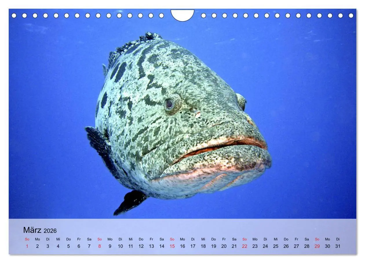Bild: 9783516044591 | In der Meerestiefe. Fische und Korallen im ewigen Blau...