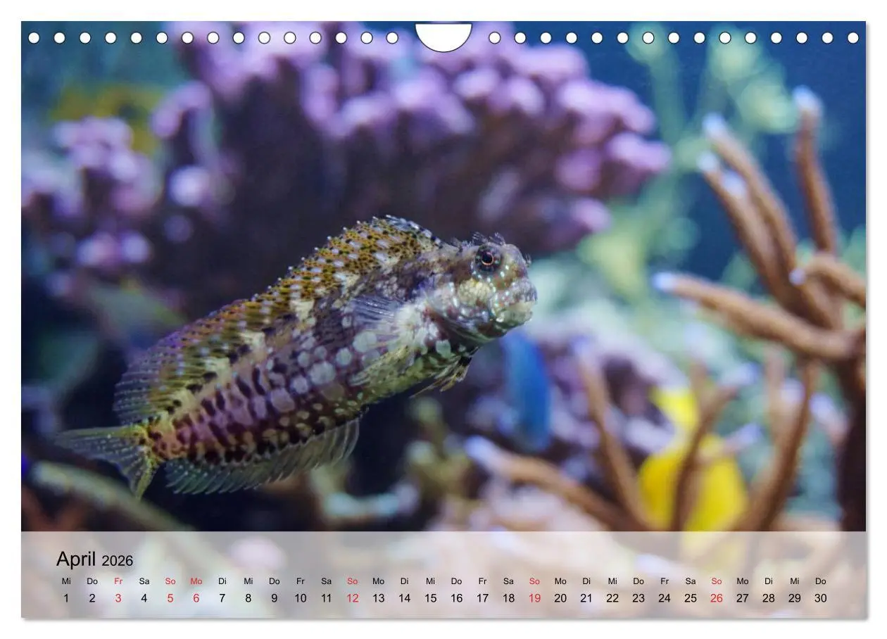 Bild: 9783516044591 | In der Meerestiefe. Fische und Korallen im ewigen Blau...