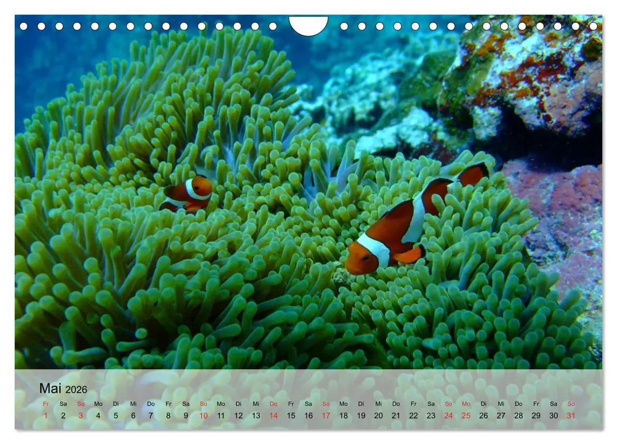 Bild: 9783516044591 | In der Meerestiefe. Fische und Korallen im ewigen Blau...