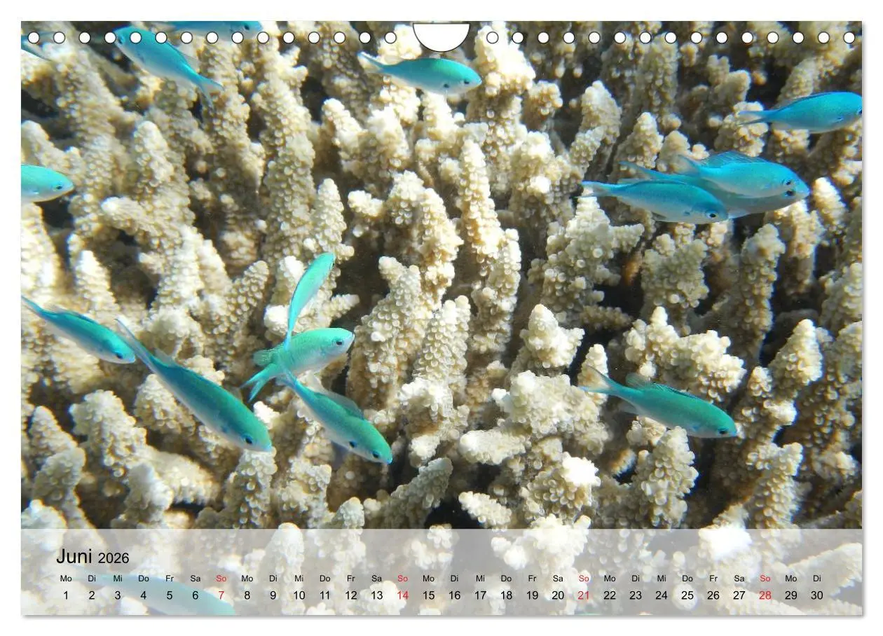 Bild: 9783516044591 | In der Meerestiefe. Fische und Korallen im ewigen Blau...
