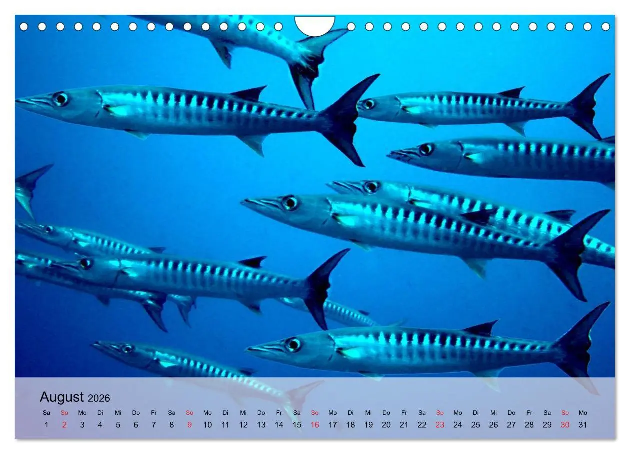 Bild: 9783516044591 | In der Meerestiefe. Fische und Korallen im ewigen Blau...