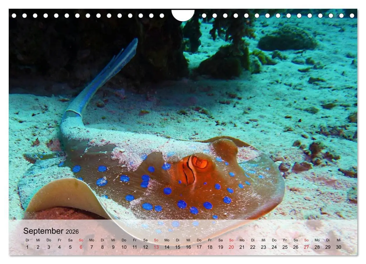 Bild: 9783516044591 | In der Meerestiefe. Fische und Korallen im ewigen Blau...