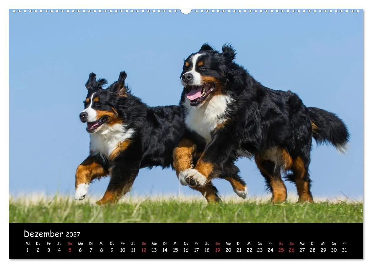 Bild: 9783594184691 | Berner Sennenhund 2027 (hochwertiger Premium Wandkalender 2027 DIN...