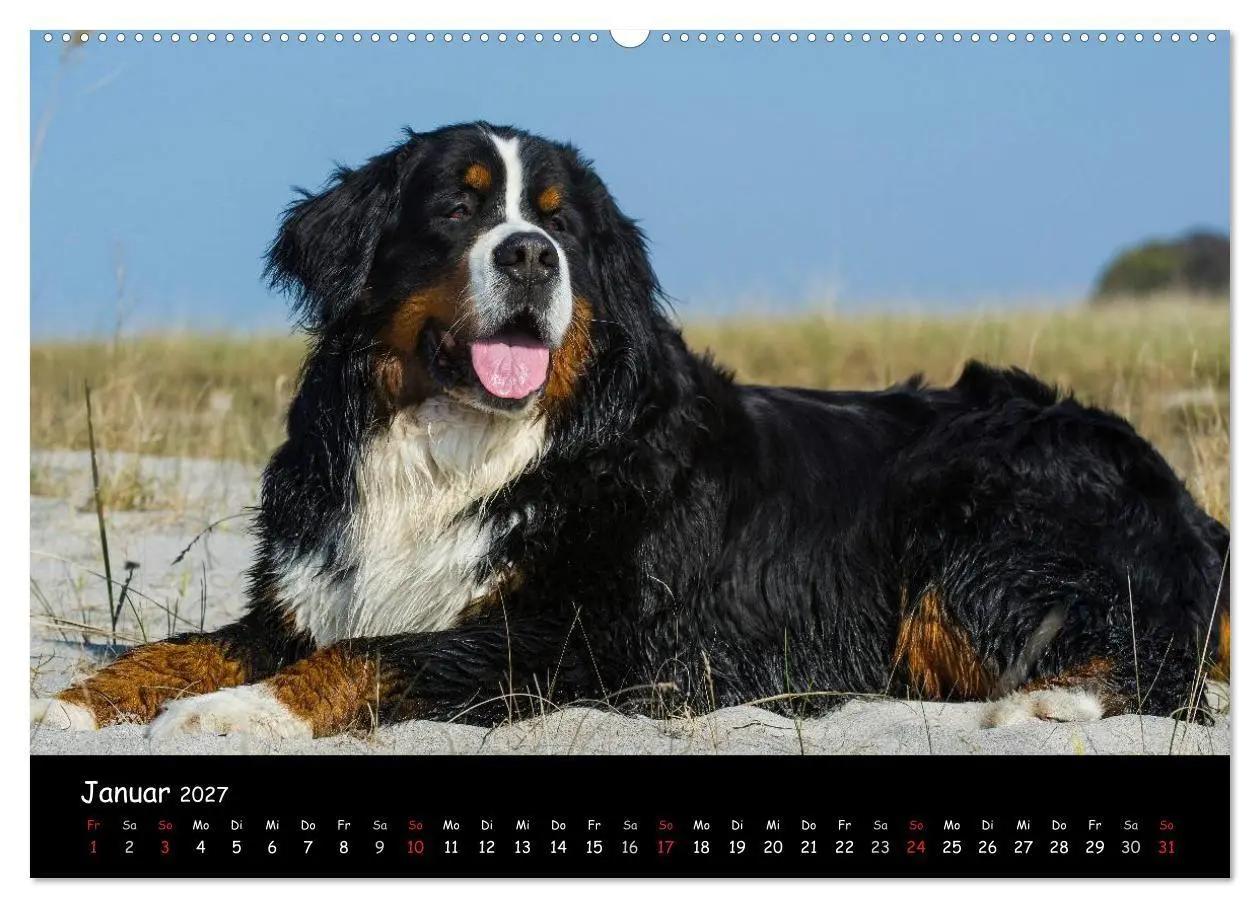 Bild: 9783594184691 | Berner Sennenhund 2027 (hochwertiger Premium Wandkalender 2027 DIN...