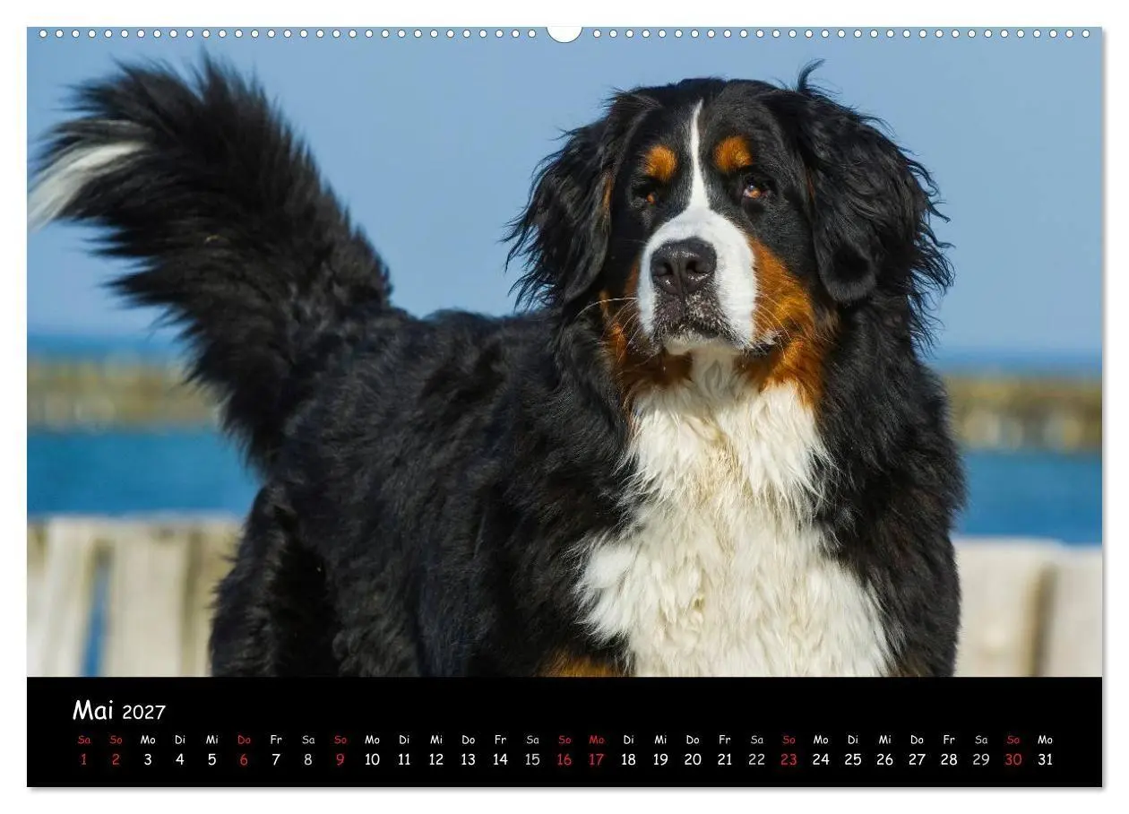 Bild: 9783594184691 | Berner Sennenhund 2027 (hochwertiger Premium Wandkalender 2027 DIN...