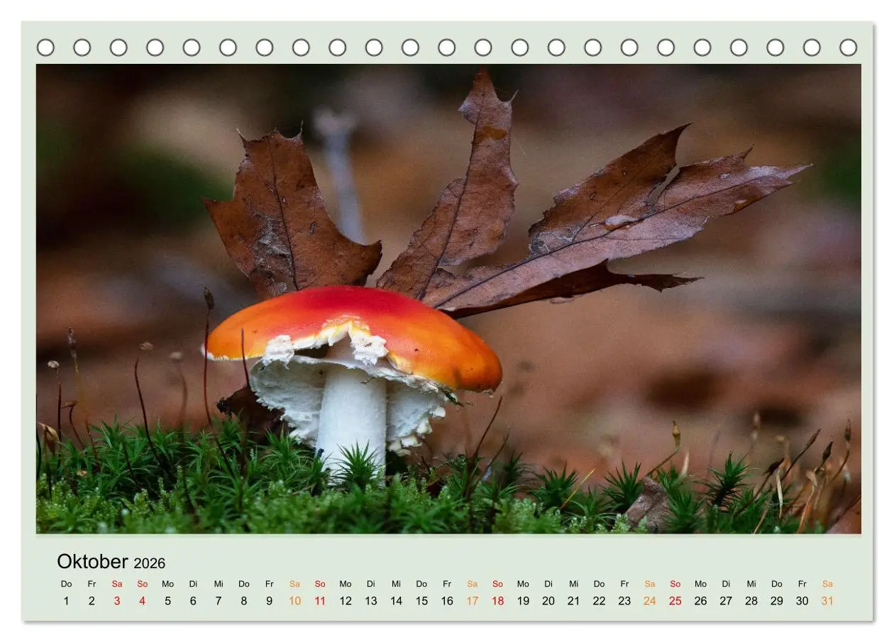 Bild: 9783457544891 | Im Fliegenpilz Rausch (Tischkalender 2026 DIN A5 quer), CALVENDO...