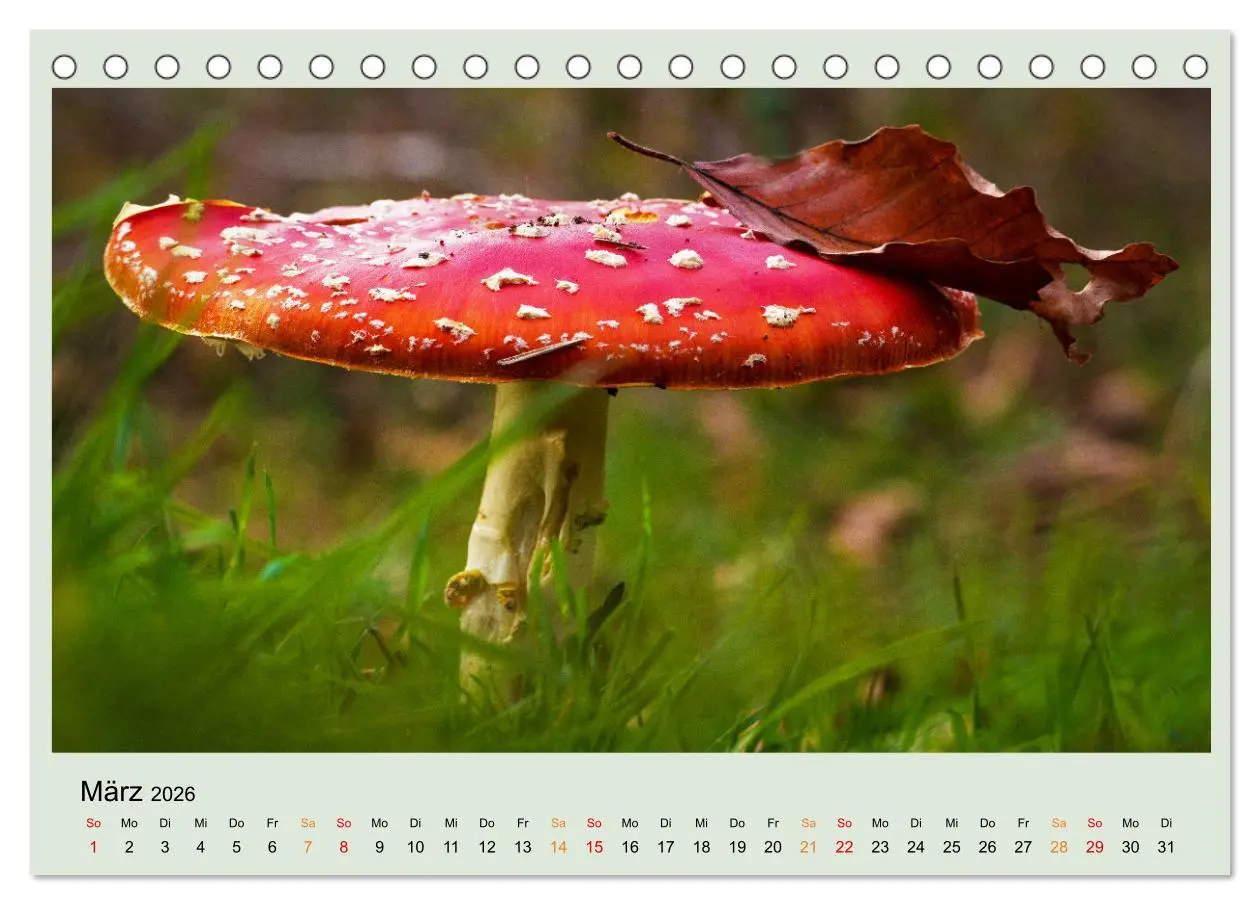 Bild: 9783457544891 | Im Fliegenpilz Rausch (Tischkalender 2026 DIN A5 quer), CALVENDO...