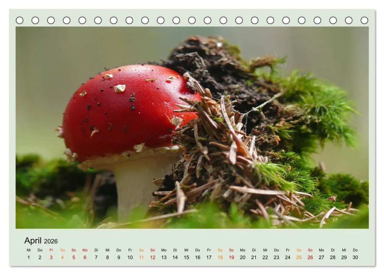 Bild: 9783457544891 | Im Fliegenpilz Rausch (Tischkalender 2026 DIN A5 quer), CALVENDO...