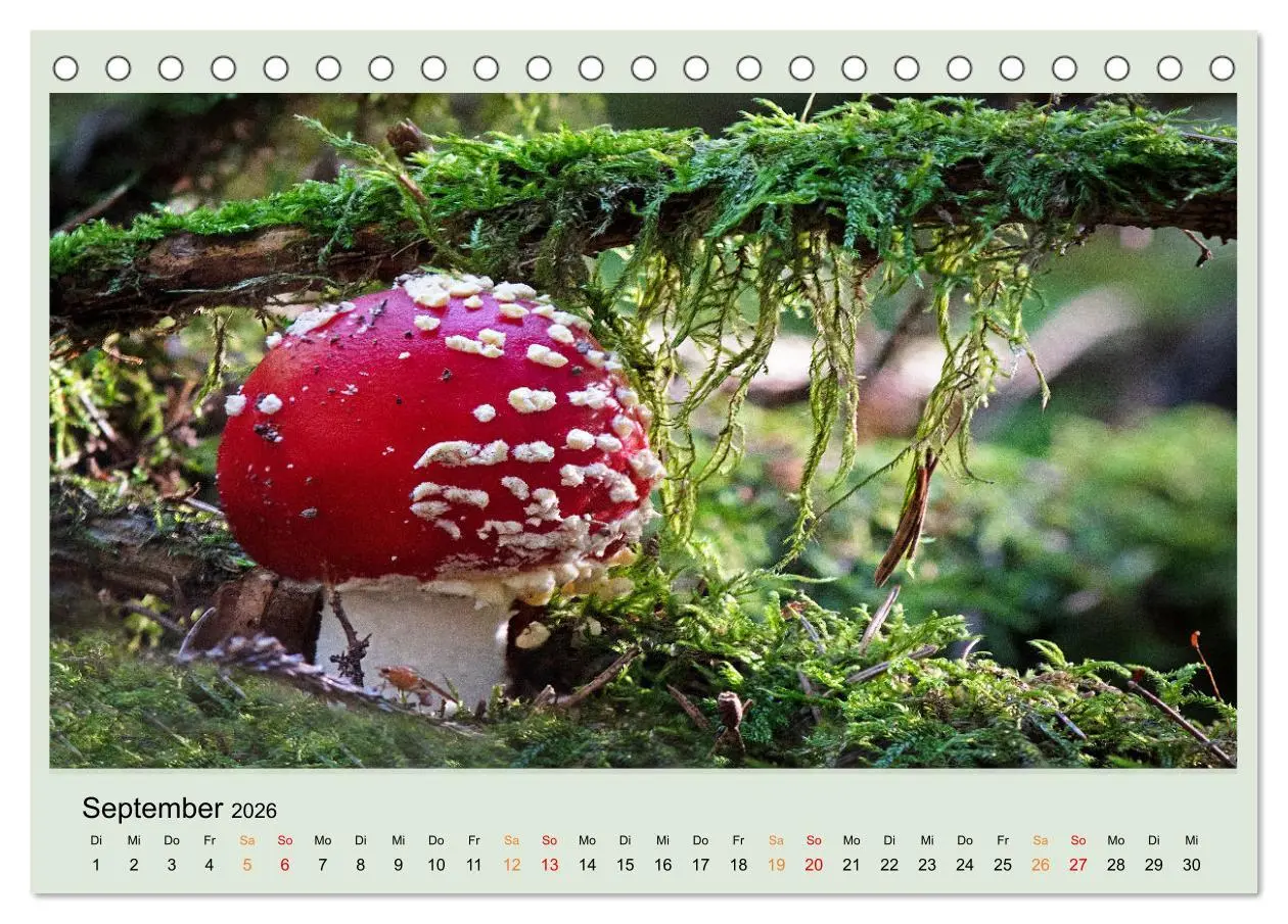 Bild: 9783457544891 | Im Fliegenpilz Rausch (Tischkalender 2026 DIN A5 quer), CALVENDO...