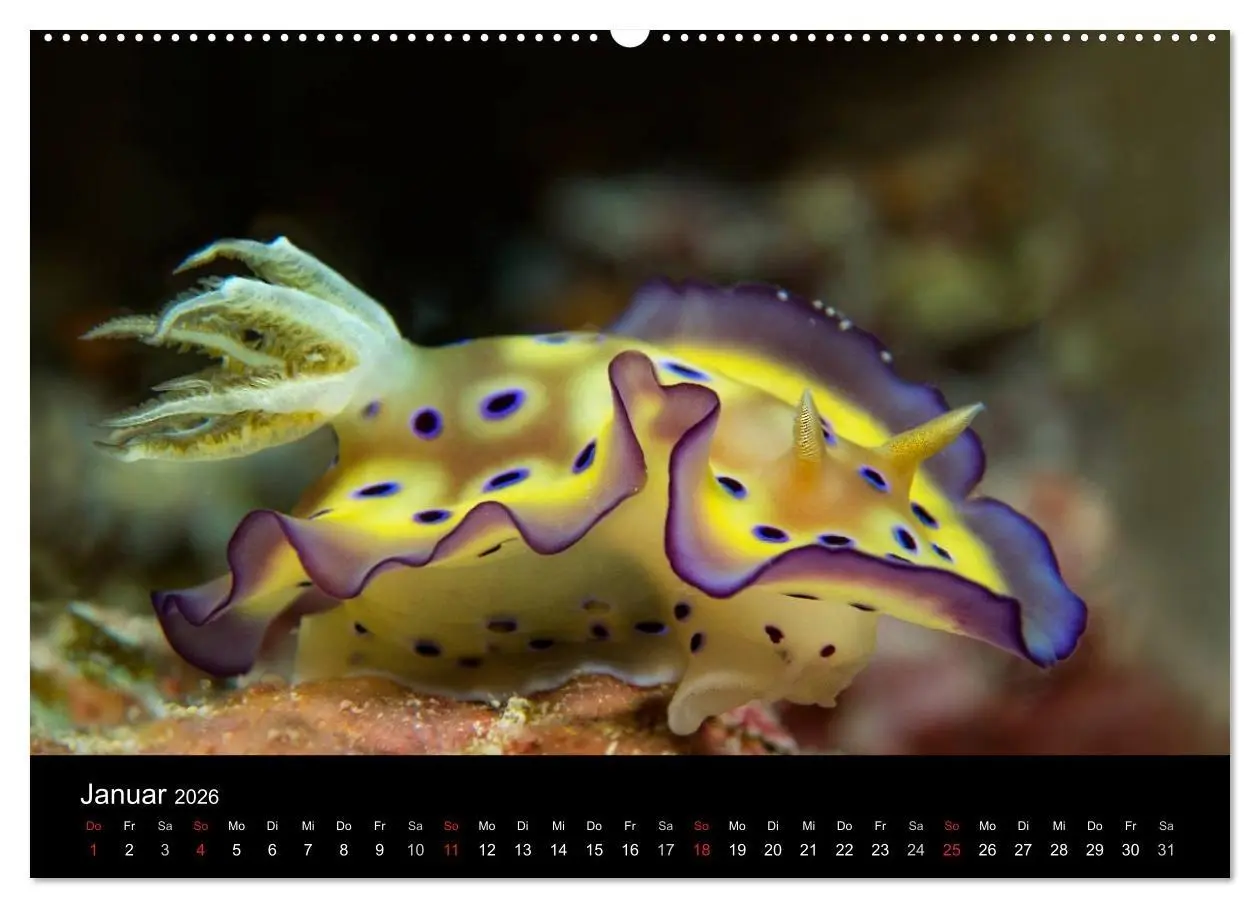Bild: 9783516014891 | Unterwasserwelt Nacktschnecken (hochwertiger Premium Wandkalender...