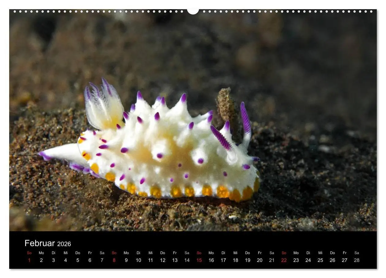 Bild: 9783516014891 | Unterwasserwelt Nacktschnecken (hochwertiger Premium Wandkalender...
