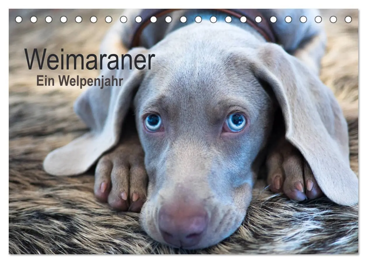 Cover: 9783457844991 | Weimaraner - Ein Welpenjahr (Tischkalender 2026 DIN A5 quer),...