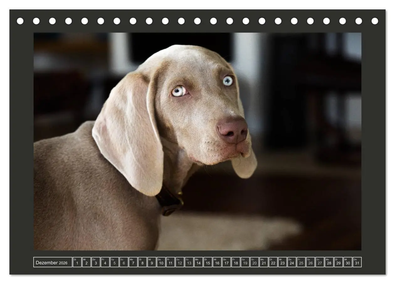 Bild: 9783457844991 | Weimaraner - Ein Welpenjahr (Tischkalender 2026 DIN A5 quer),...