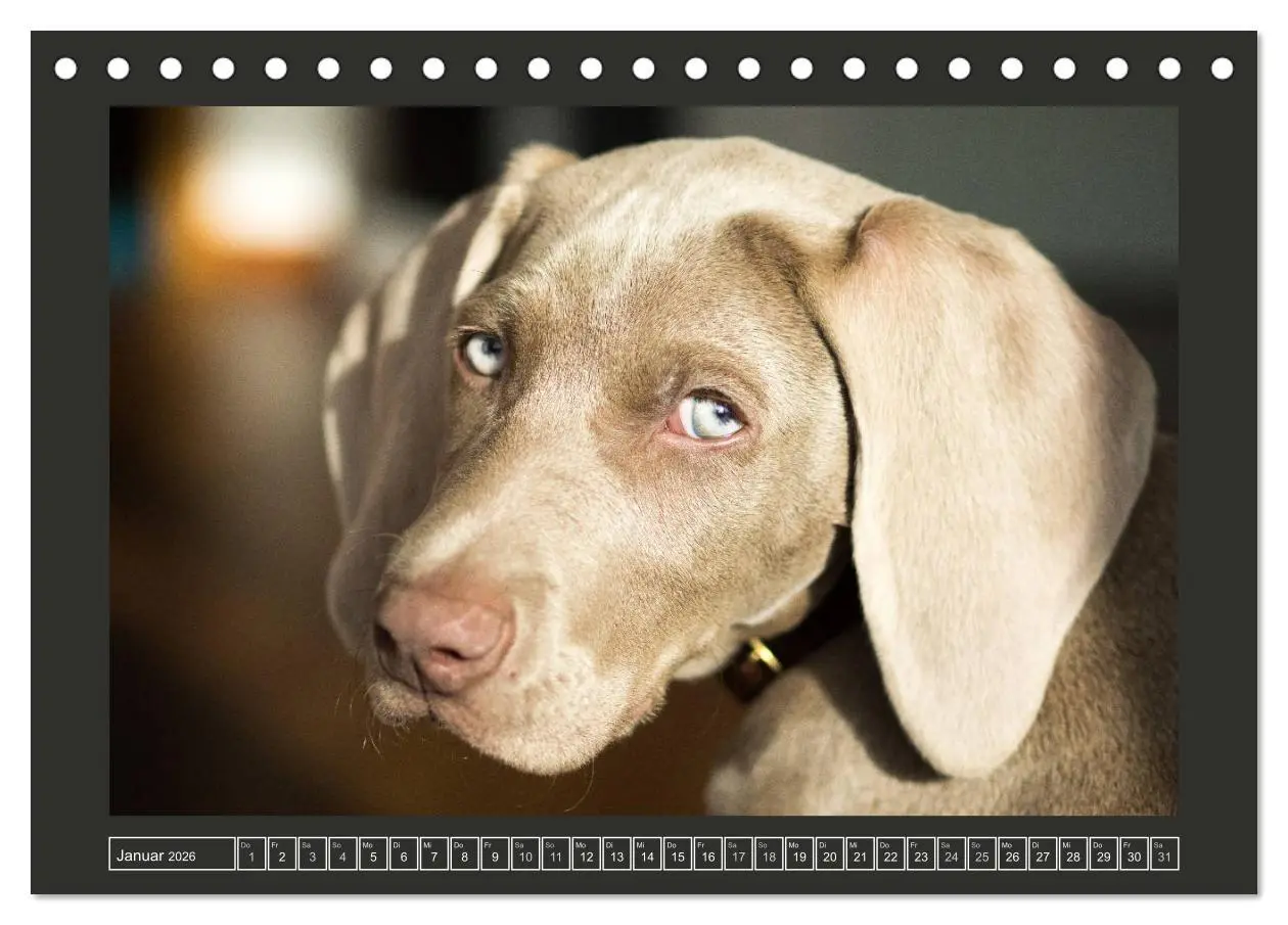 Bild: 9783457844991 | Weimaraner - Ein Welpenjahr (Tischkalender 2026 DIN A5 quer),...