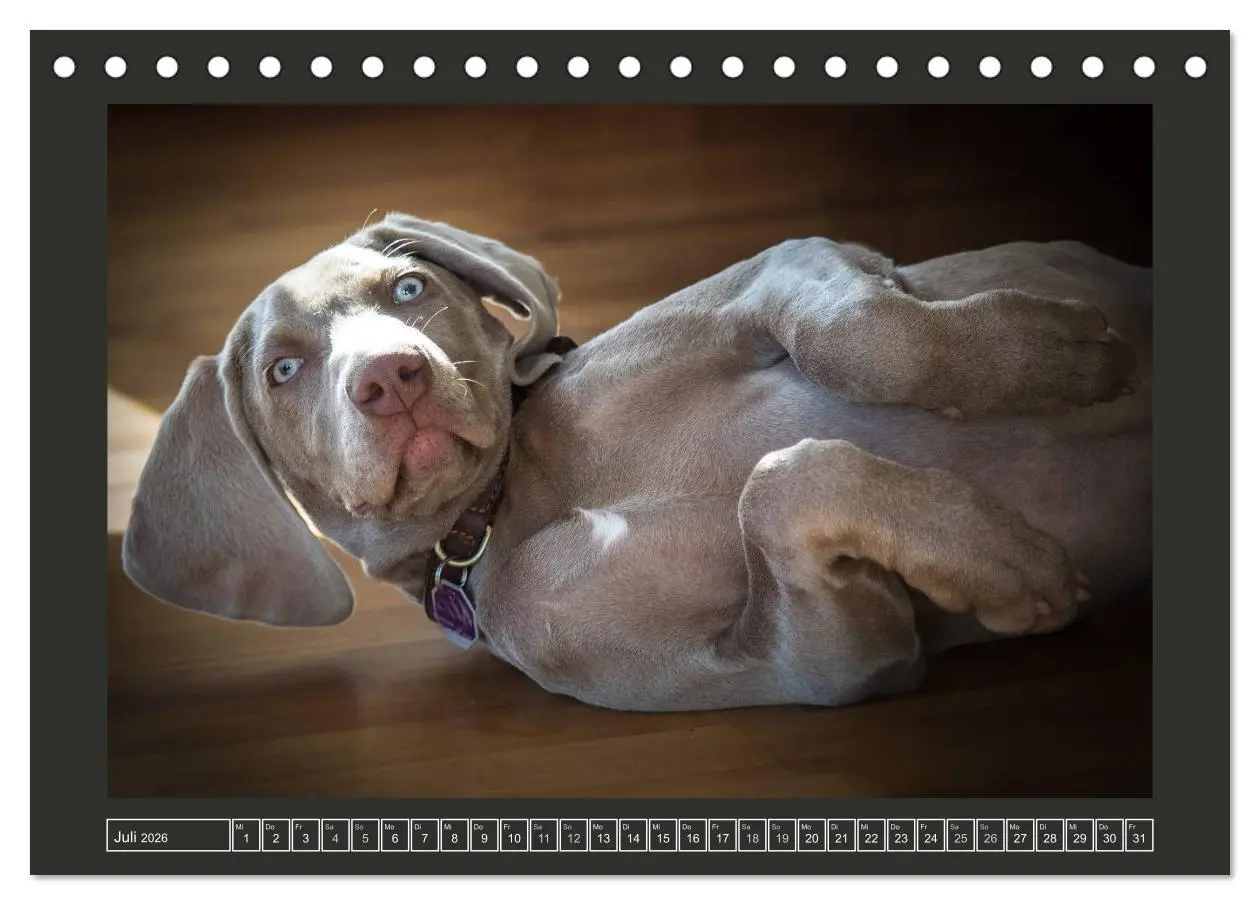 Bild: 9783457844991 | Weimaraner - Ein Welpenjahr (Tischkalender 2026 DIN A5 quer),...