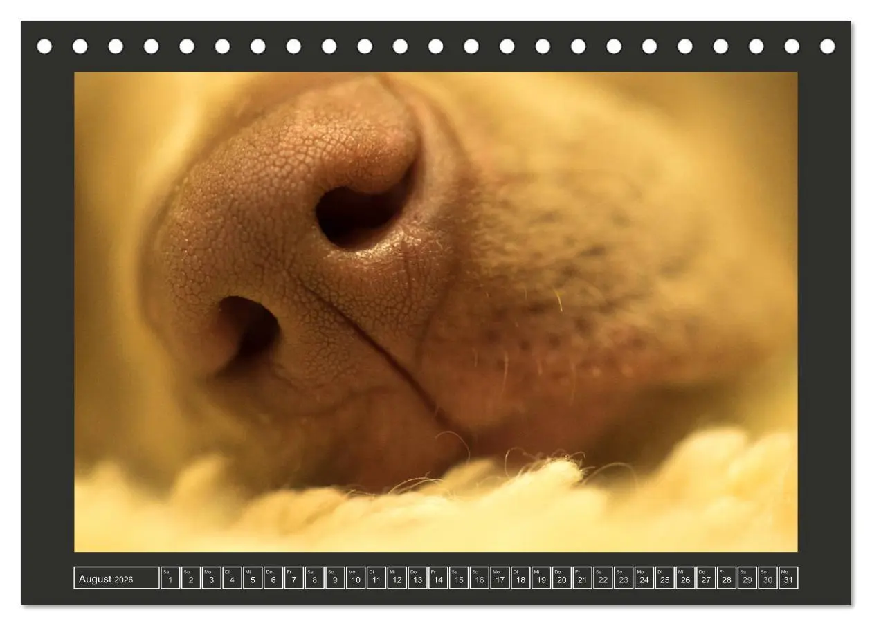 Bild: 9783457844991 | Weimaraner - Ein Welpenjahr (Tischkalender 2026 DIN A5 quer),...
