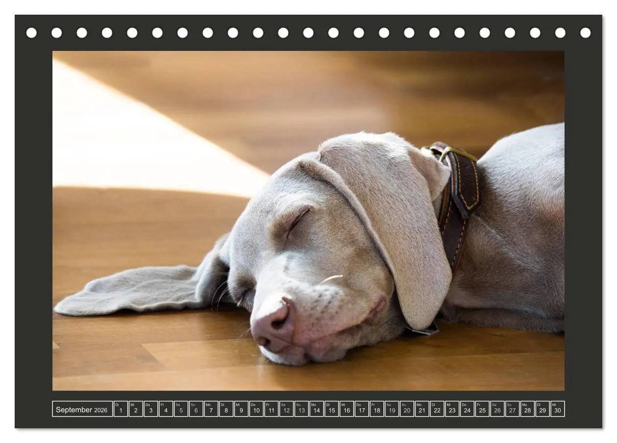 Bild: 9783457844991 | Weimaraner - Ein Welpenjahr (Tischkalender 2026 DIN A5 quer),...