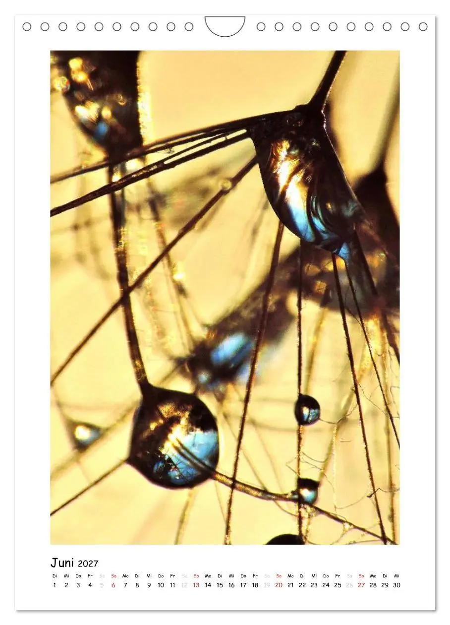 Bild: 9783594084991 | Die Pusteblume neu erleben (Wandkalender 2027 DIN A4 hoch),...