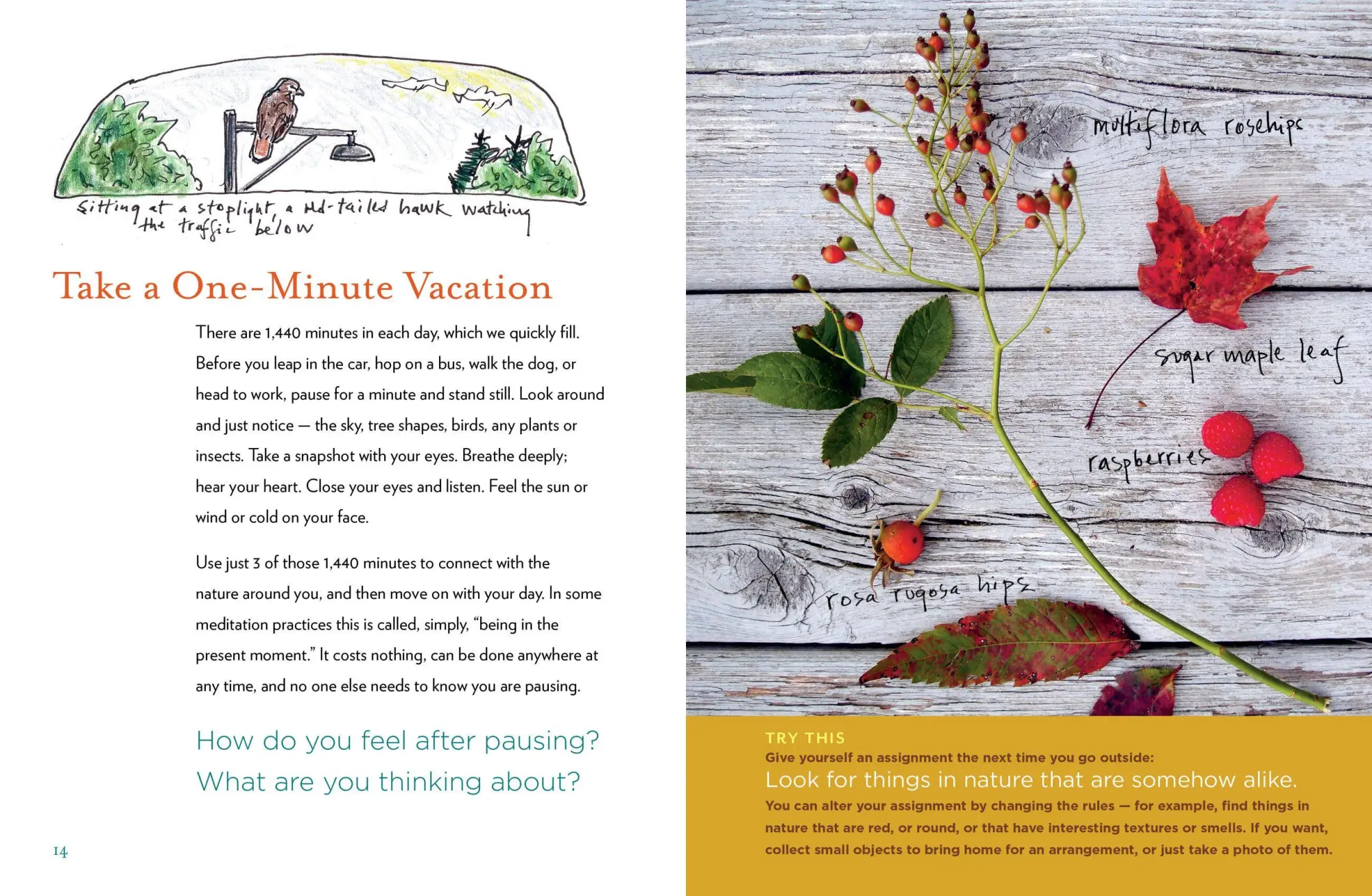Bild: 9781612125091 | The Curious Nature Guide | Explore the Natural Wonders All Around You
