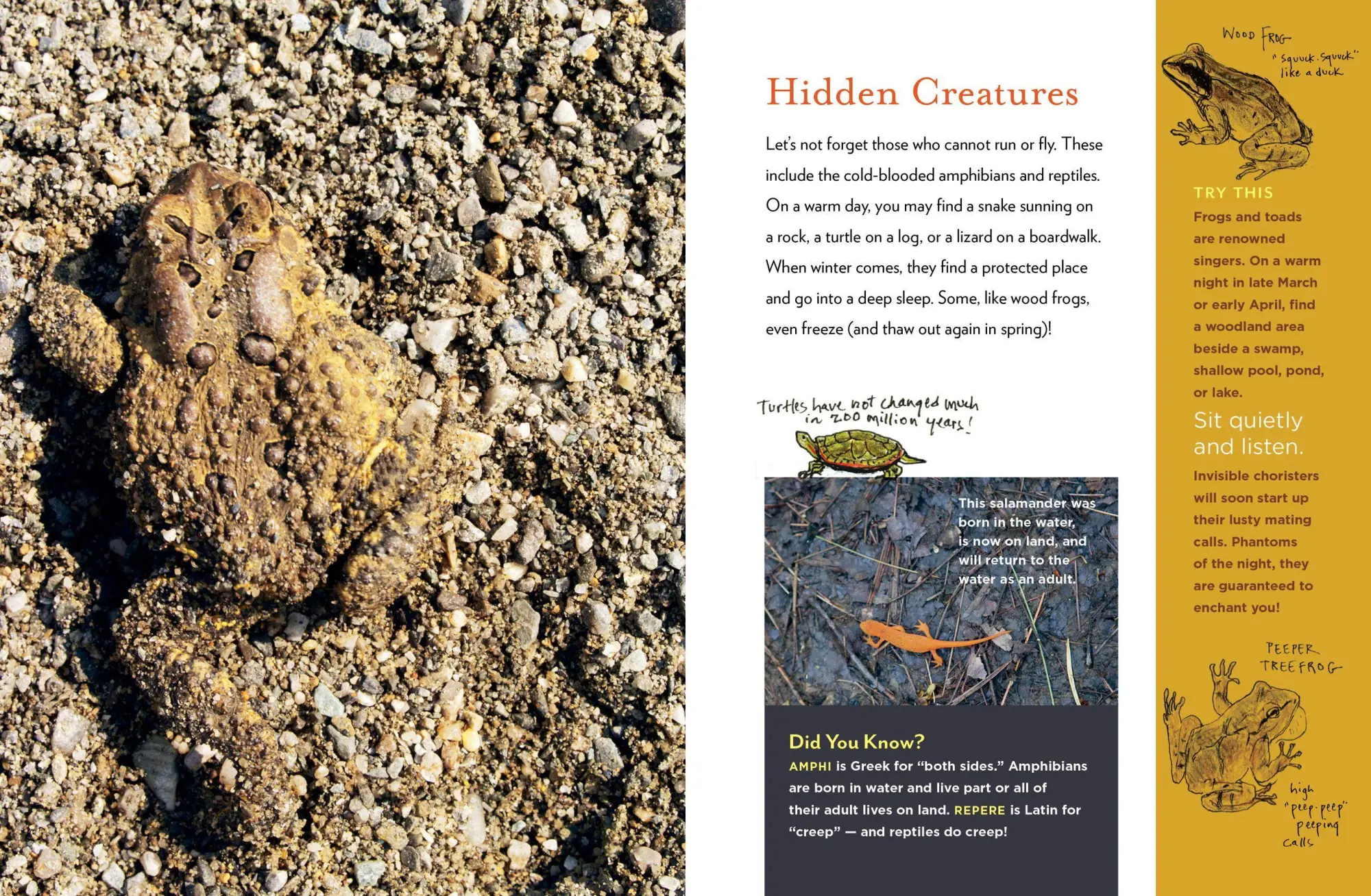 Bild: 9781612125091 | The Curious Nature Guide | Explore the Natural Wonders All Around You