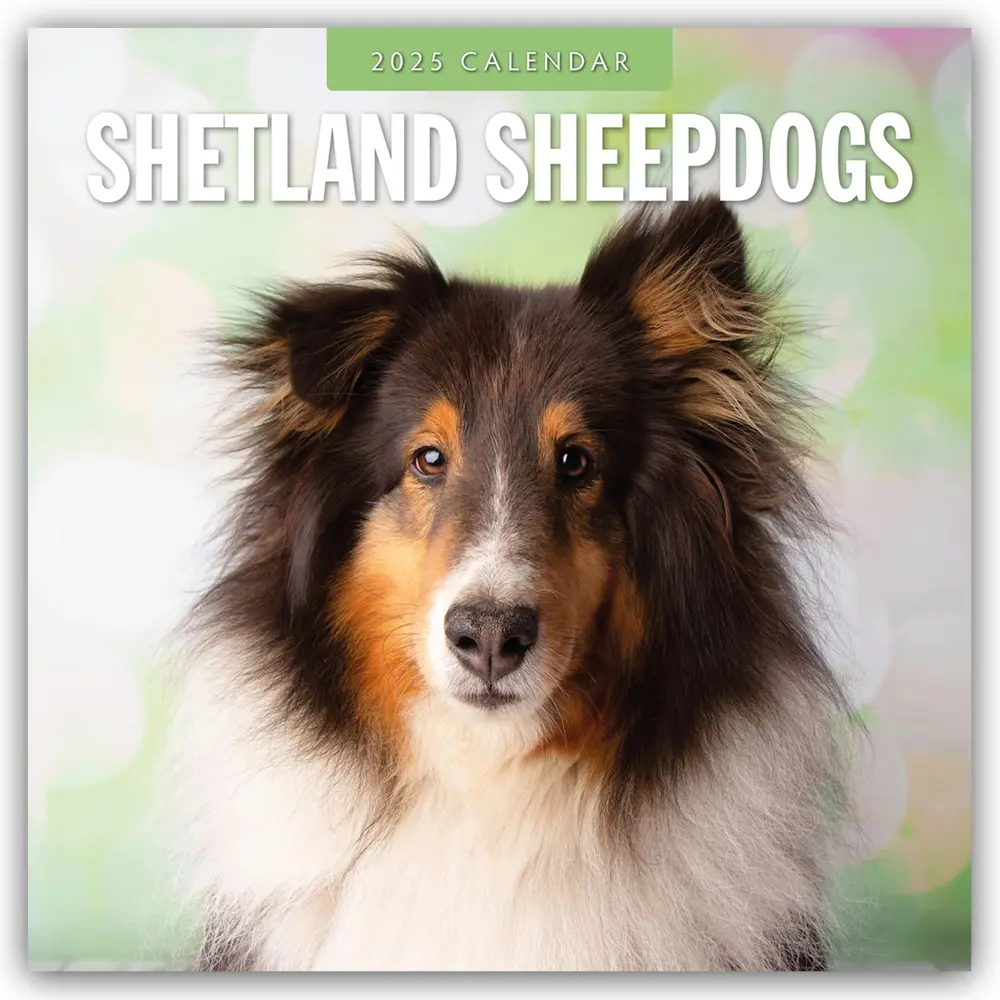 Cover: 9781804425091 | Shetland Sheepdogs - Sheltie 2025 - 16-Monatskalender | Ltd | Kalender
