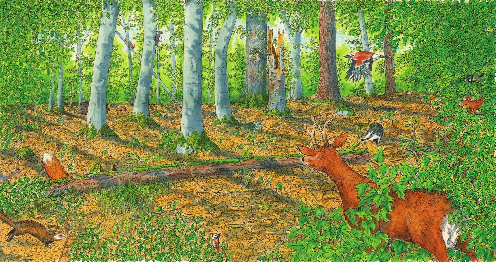 Bild: 9783948945091 | In den Wald | Buch | Deutsch | 2025 | Eichhörnchenverlag