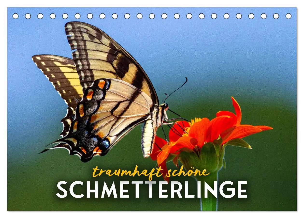 Cover: 9783457415191 | Traumhaft schöne Schmetterlinge (Tischkalender 2026 DIN A5 quer),...