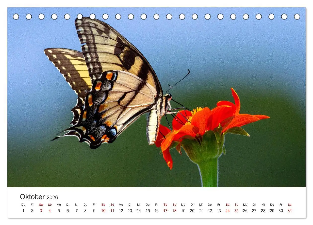 Bild: 9783457415191 | Traumhaft schöne Schmetterlinge (Tischkalender 2026 DIN A5 quer),...