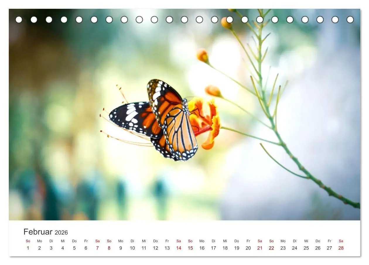 Bild: 9783457415191 | Traumhaft schöne Schmetterlinge (Tischkalender 2026 DIN A5 quer),...