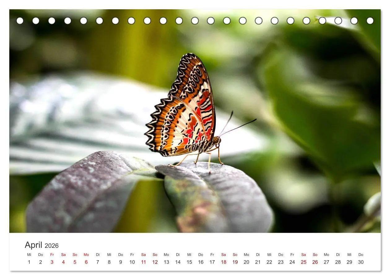 Bild: 9783457415191 | Traumhaft schöne Schmetterlinge (Tischkalender 2026 DIN A5 quer),...