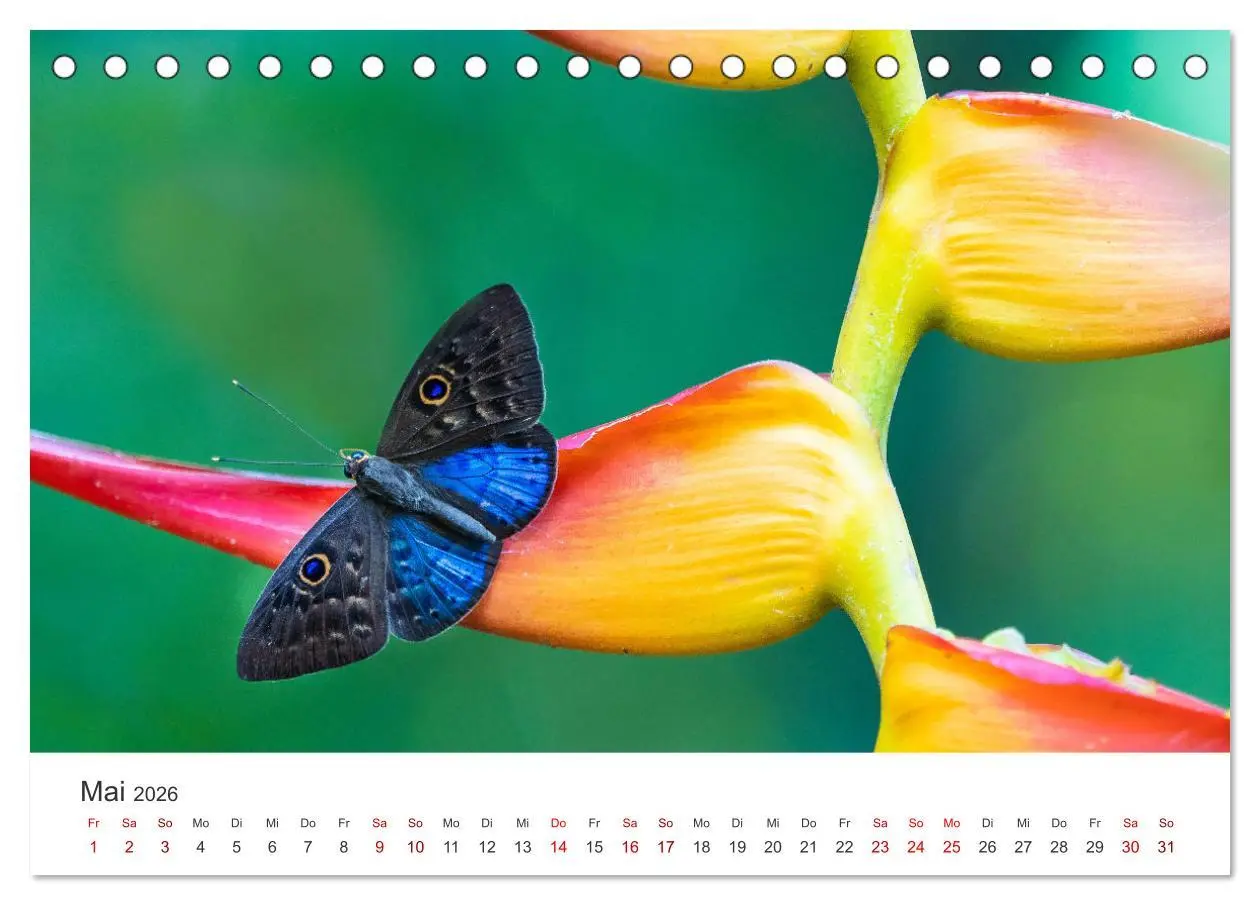 Bild: 9783457415191 | Traumhaft schöne Schmetterlinge (Tischkalender 2026 DIN A5 quer),...
