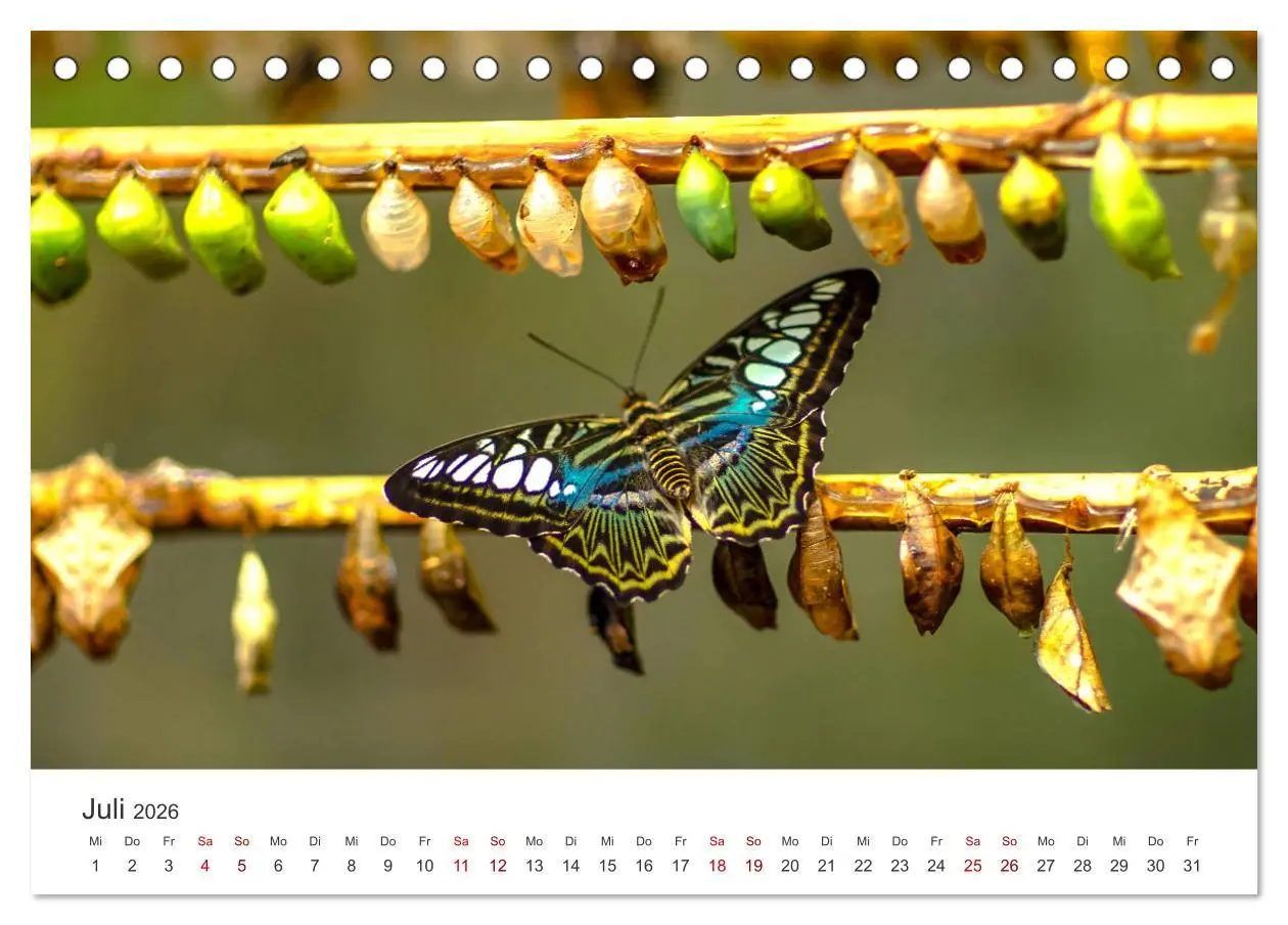 Bild: 9783457415191 | Traumhaft schöne Schmetterlinge (Tischkalender 2026 DIN A5 quer),...