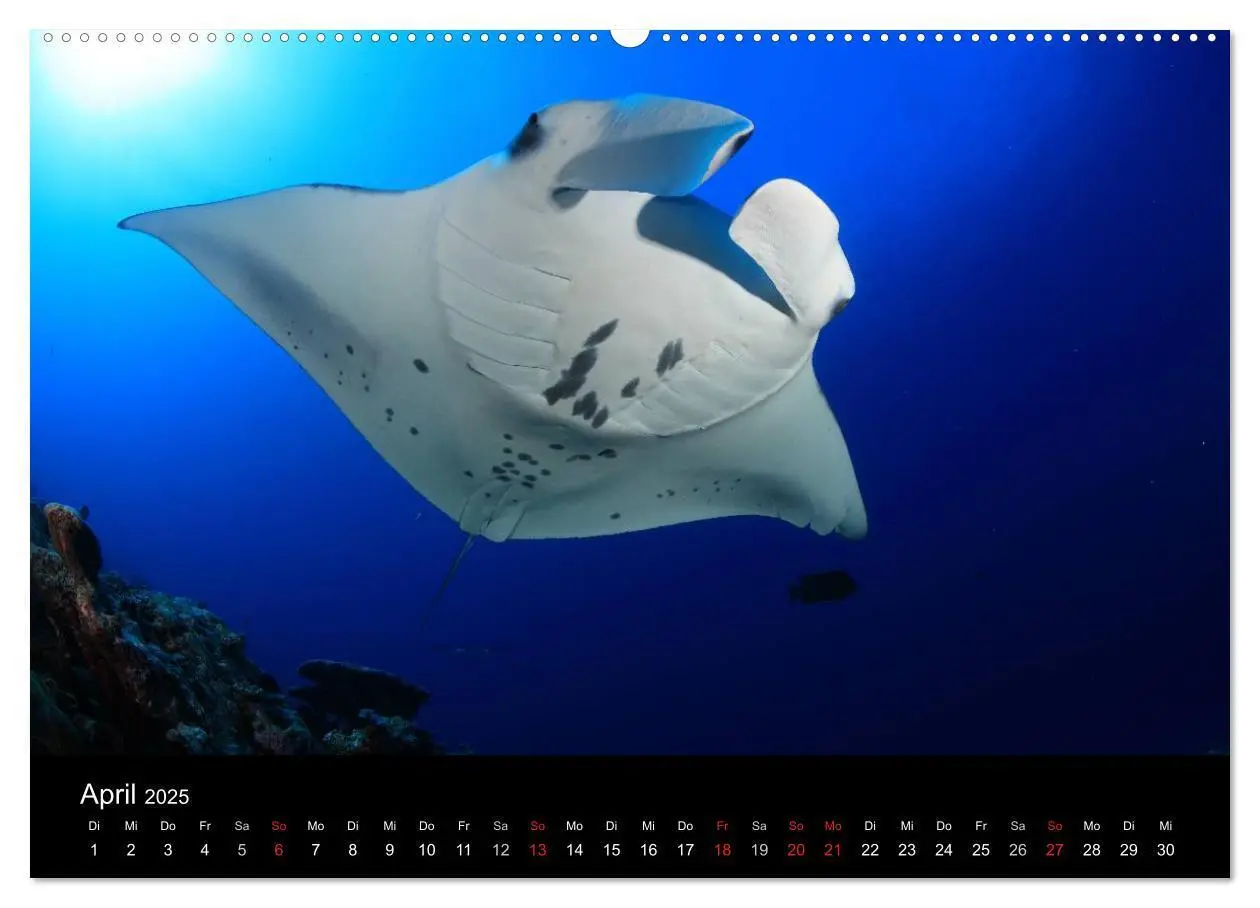 Bild: 9783435485291 | Magische Unterwasserwelten (Wandkalender 2025 DIN A2 quer),...