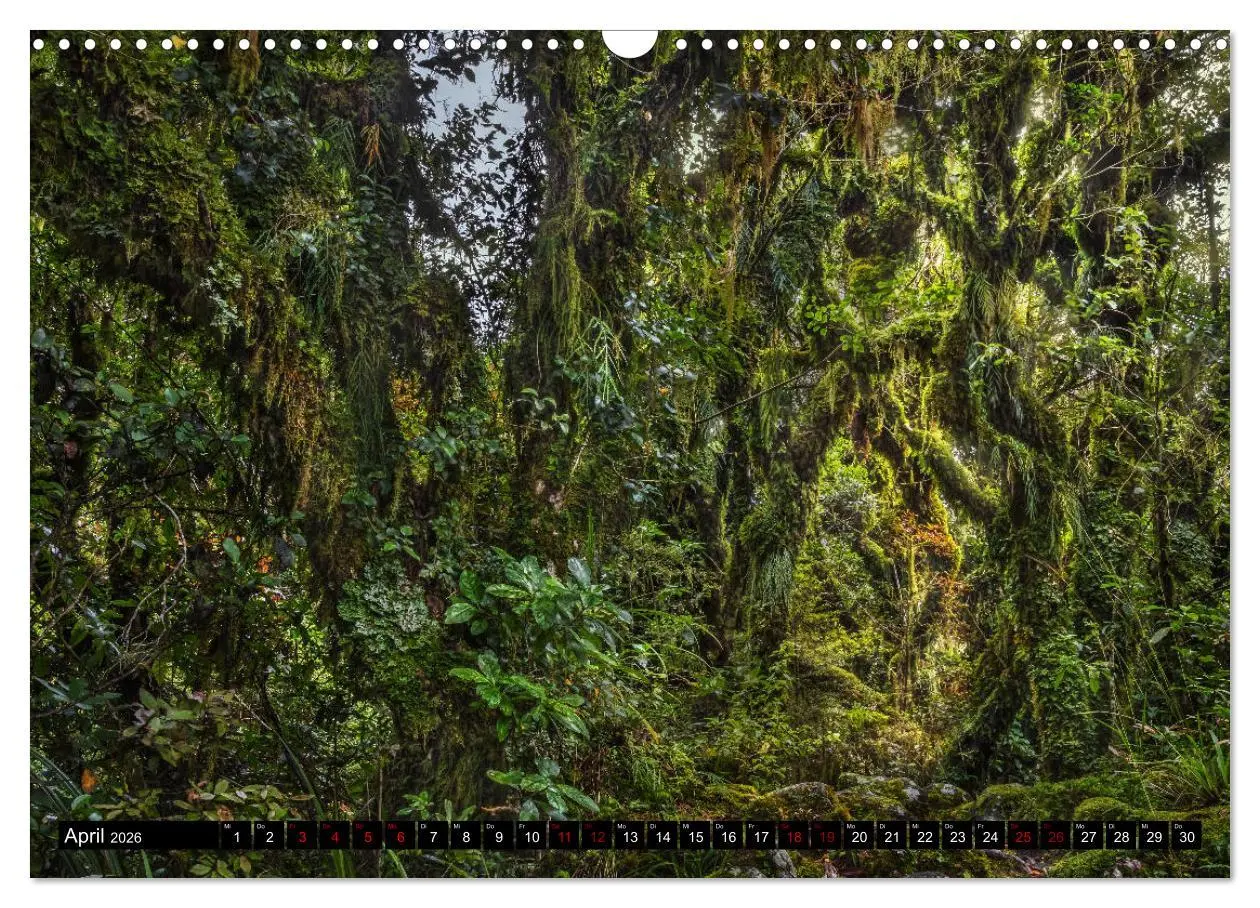 Bild: 9783457885291 | Trauminseln Neuseeland (Wandkalender 2026 DIN A3 quer), CALVENDO...