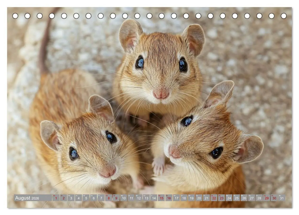 Bild: 9783516595291 | Maus im Haus - der Gerbil Kalender (Tischkalender 2026 DIN A5...