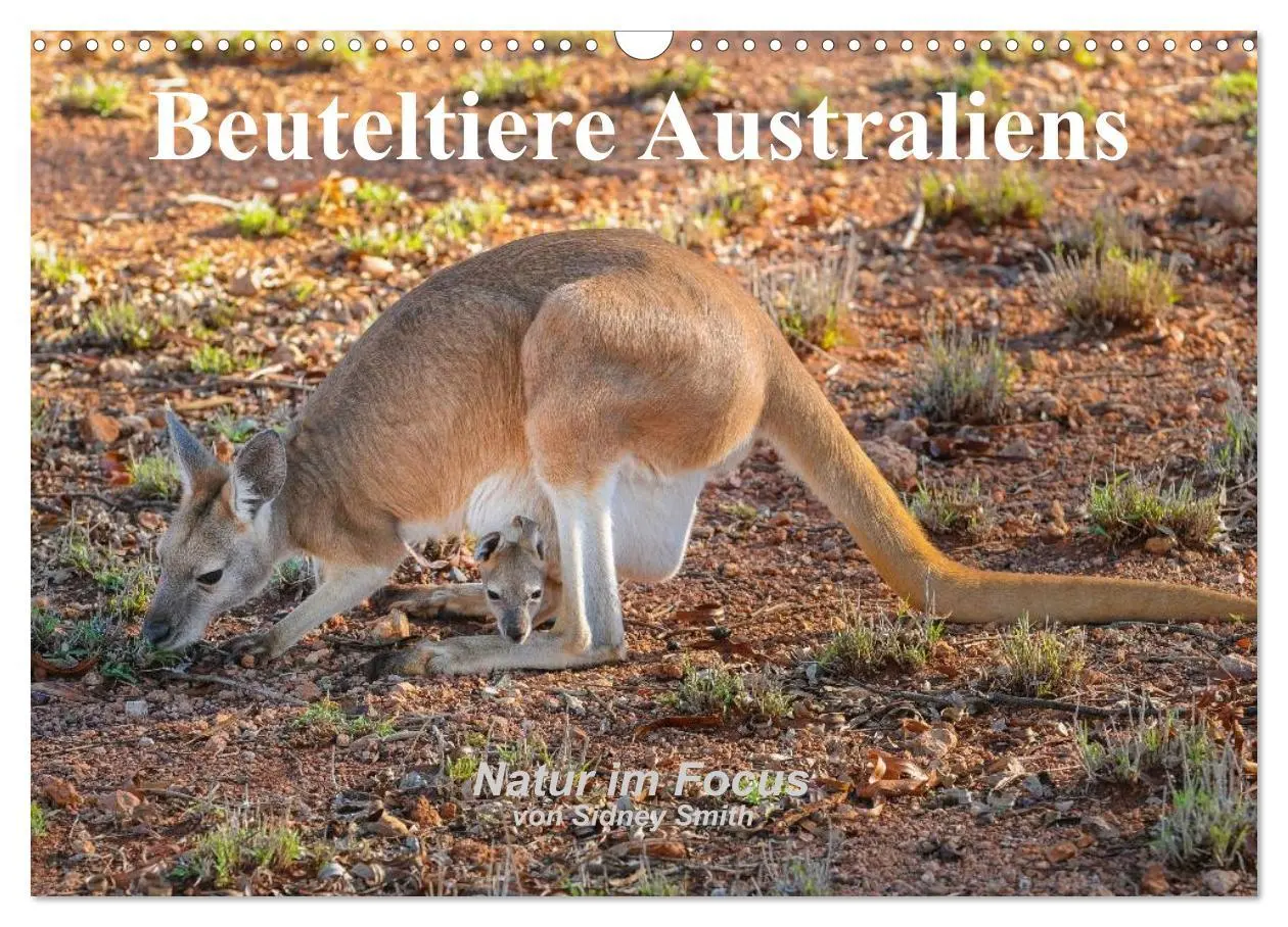 Cover: 9783516105391 | Beuteltiere Australiens (Wandkalender 2026 DIN A3 quer), CALVENDO...
